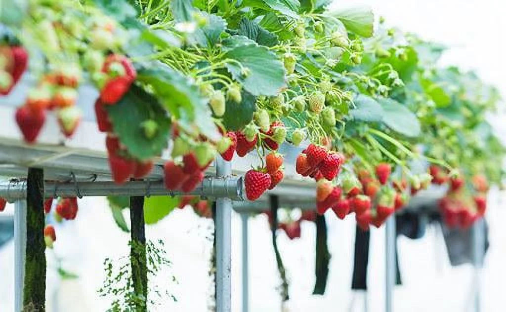 San Andreas Everbearing 100 Live Strawberry Plants,  ,