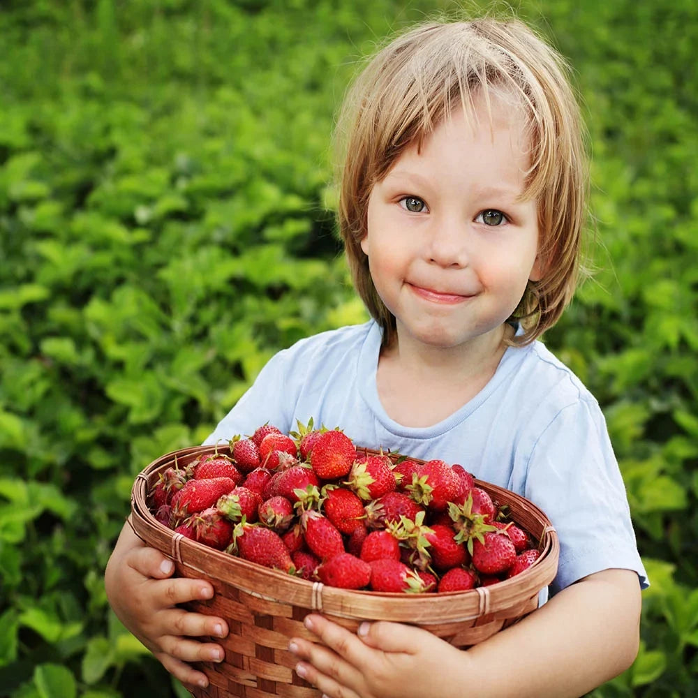 San Andreas Everbearing 100 Live Strawberry Plants,  ,