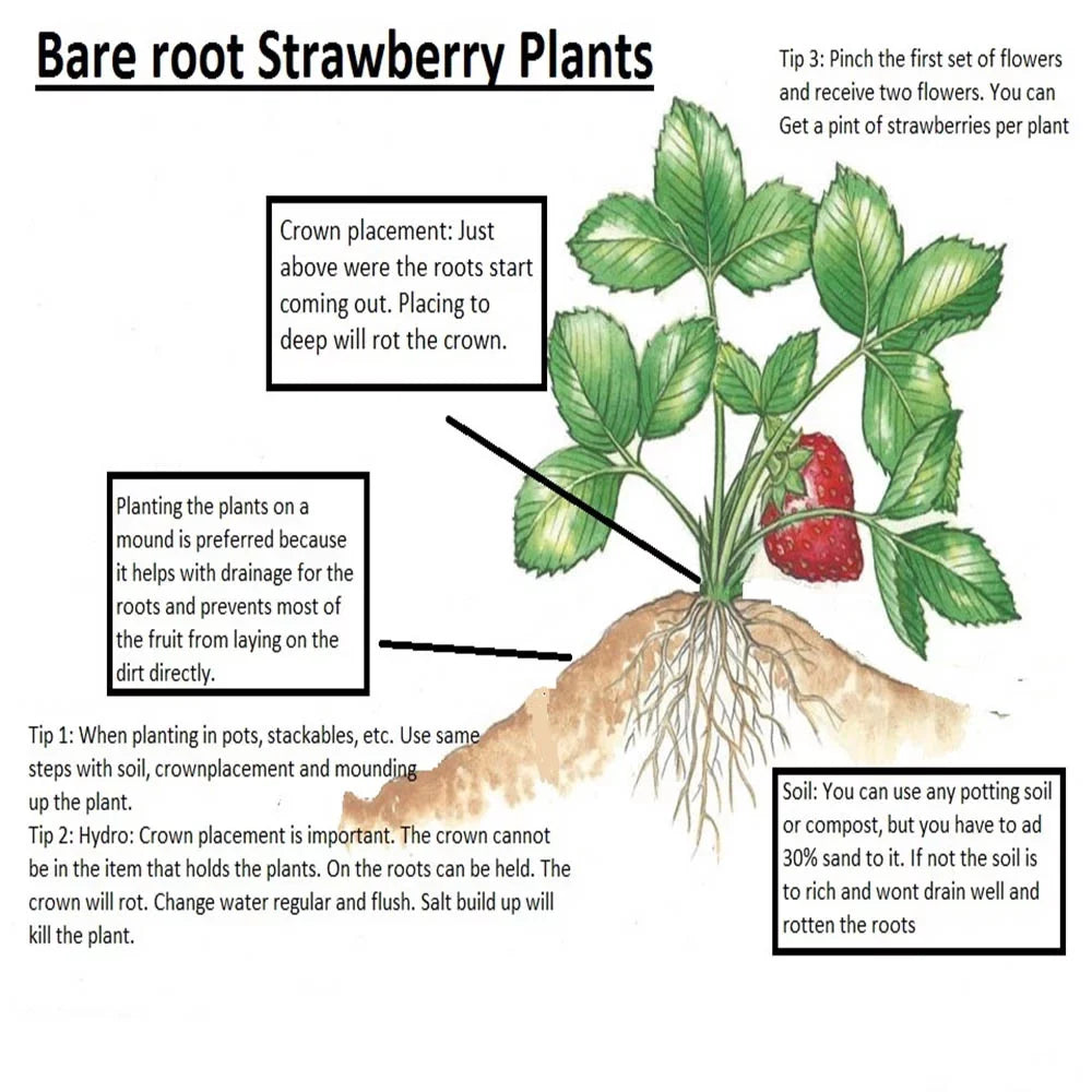 San Andreas Everbearing 100 Live Strawberry Plants,  ,