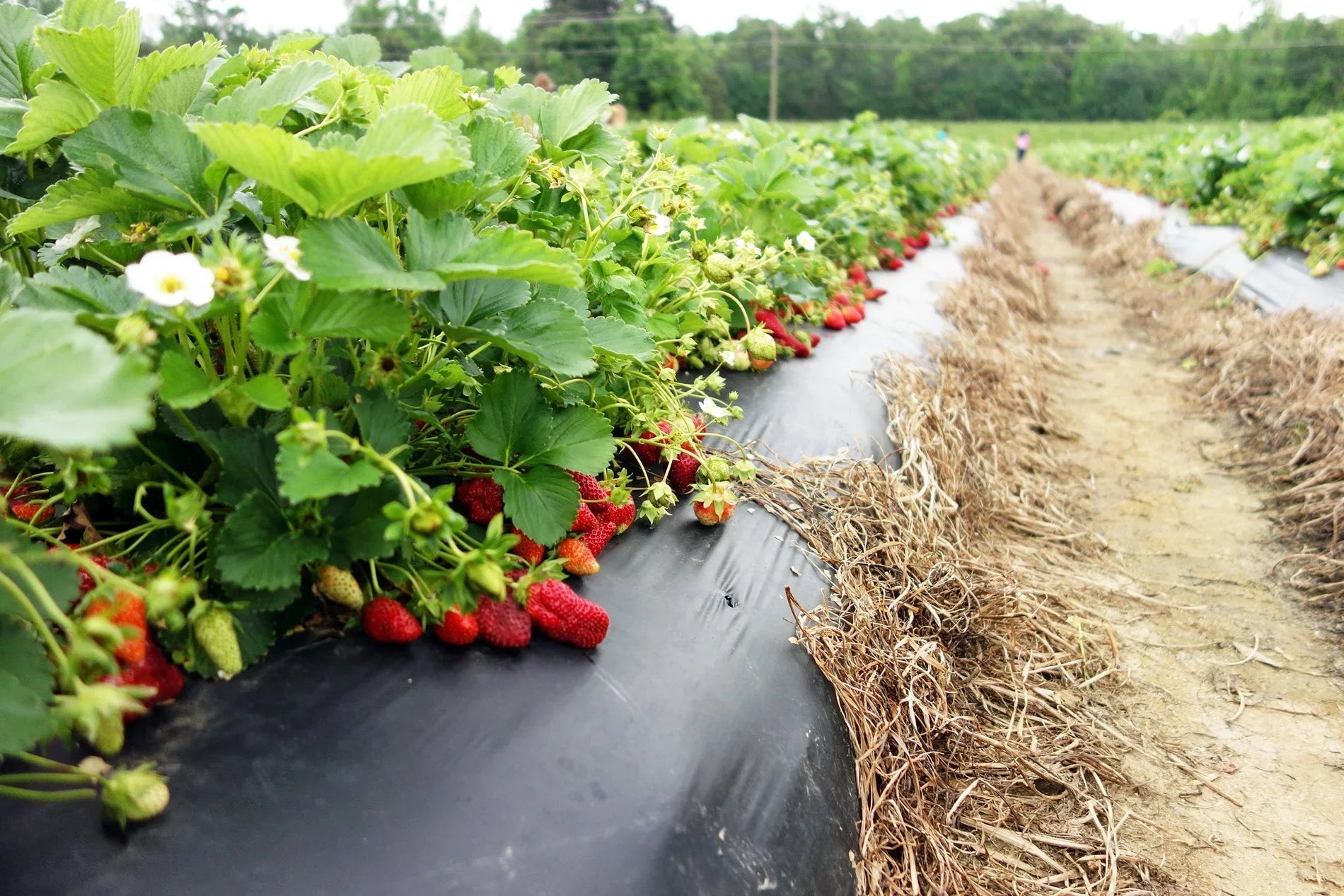 San Andreas Everbearing 100 Live Strawberry Plants,  ,