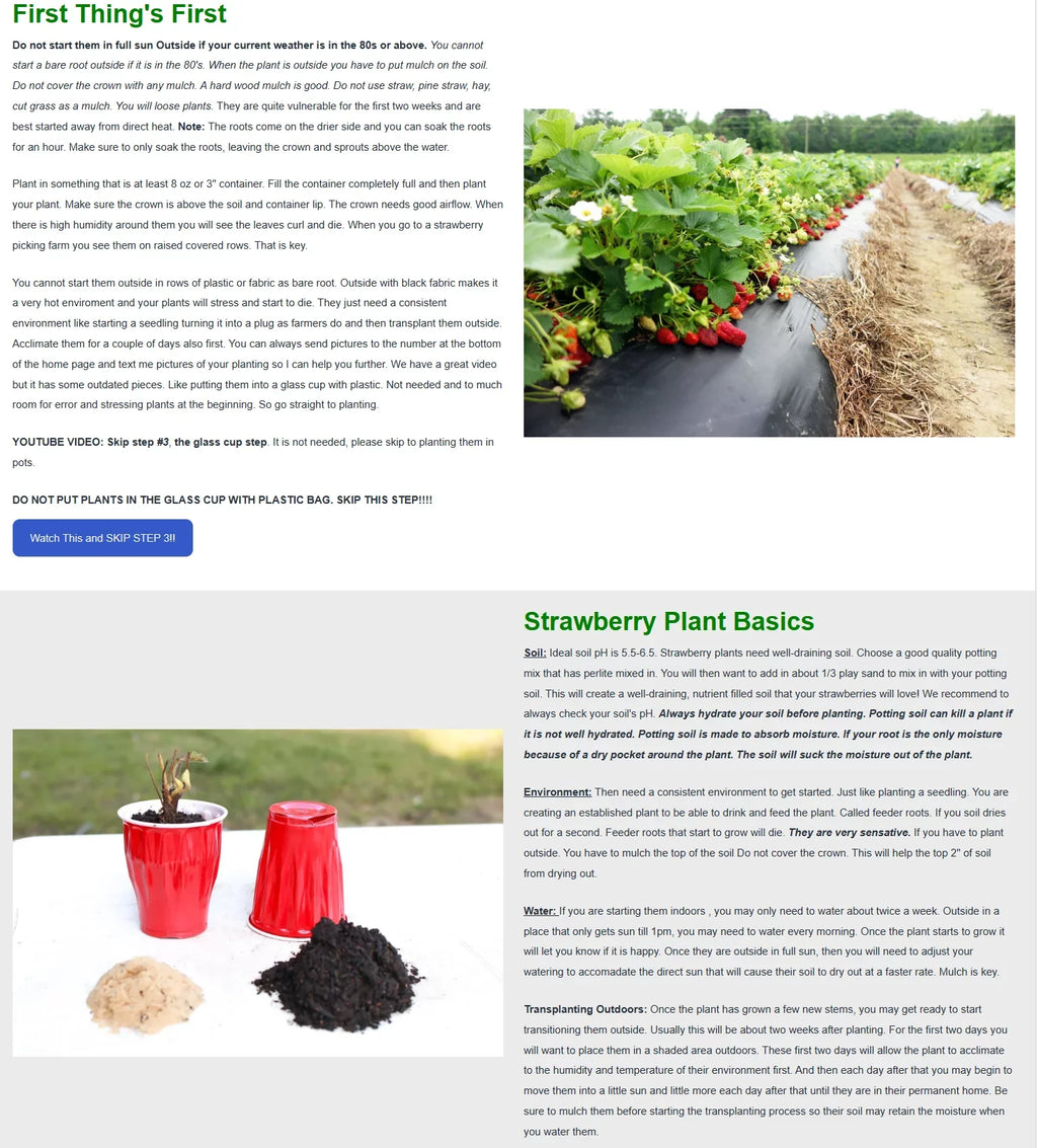 San Andreas Everbearing 100 Live Strawberry Plants,  ,
