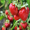 San Andreas Everbearing 100 Live Strawberry Plants,  ,